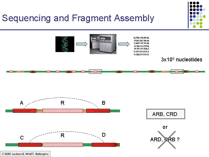 Sequencing and Fragment Assembly AGTAGCACAGA CTACGACGAGA CGATCGTGCGACGGCGTA GTGTGCTGTAC TGTCGTGTGTG TGTACTCTCCT 3 x 109 nucleotides Sequencing and Fragment Assembly AGTAGCACAGA CTACGACGAGA CGATCGTGCGACGGCGTA GTGTGCTGTAC TGTCGTGTGTG TGTACTCTCCT 3 x 109 nucleotides
