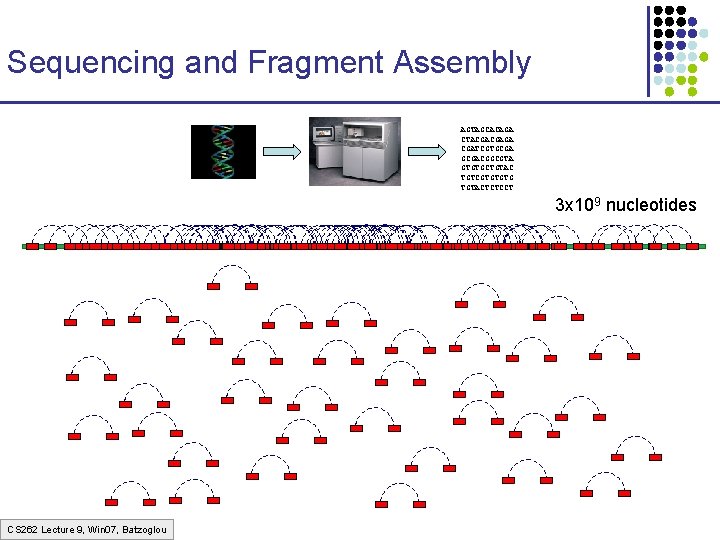 Sequencing and Fragment Assembly AGTAGCACAGA CTACGACGAGA CGATCGTGCGACGGCGTA GTGTGCTGTAC TGTCGTGTGTG TGTACTCTCCT 3 x 109 nucleotides Sequencing and Fragment Assembly AGTAGCACAGA CTACGACGAGA CGATCGTGCGACGGCGTA GTGTGCTGTAC TGTCGTGTGTG TGTACTCTCCT 3 x 109 nucleotides