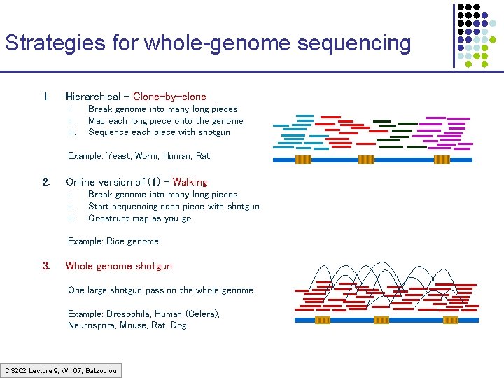 Strategies for whole-genome sequencing 1. Hierarchical – Clone-by-clone i. iii. Break genome into many Strategies for whole-genome sequencing 1. Hierarchical – Clone-by-clone i. iii. Break genome into many