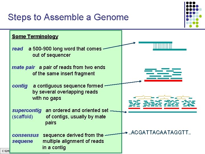 Steps to Assemble a Genome Some Terminology 1. Find overlapping readsthat comes read a Steps to Assemble a Genome Some Terminology 1. Find overlapping readsthat comes read a