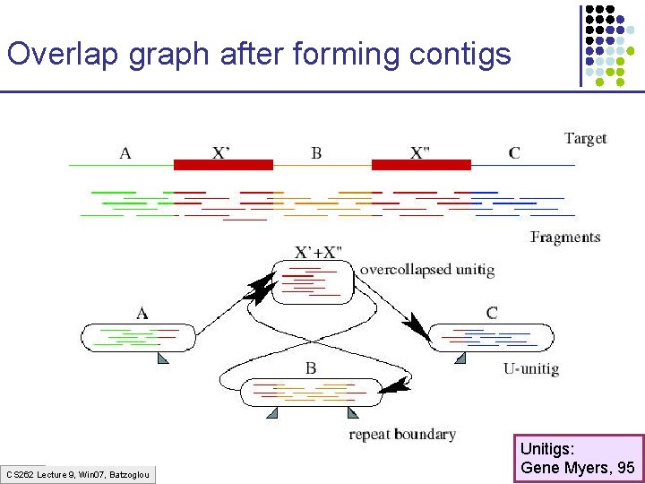 Overlap graph after forming contigs CS 262 Lecture 9, Win 07, Batzoglou Unitigs: Gene Overlap graph after forming contigs CS 262 Lecture 9, Win 07, Batzoglou Unitigs: Gene