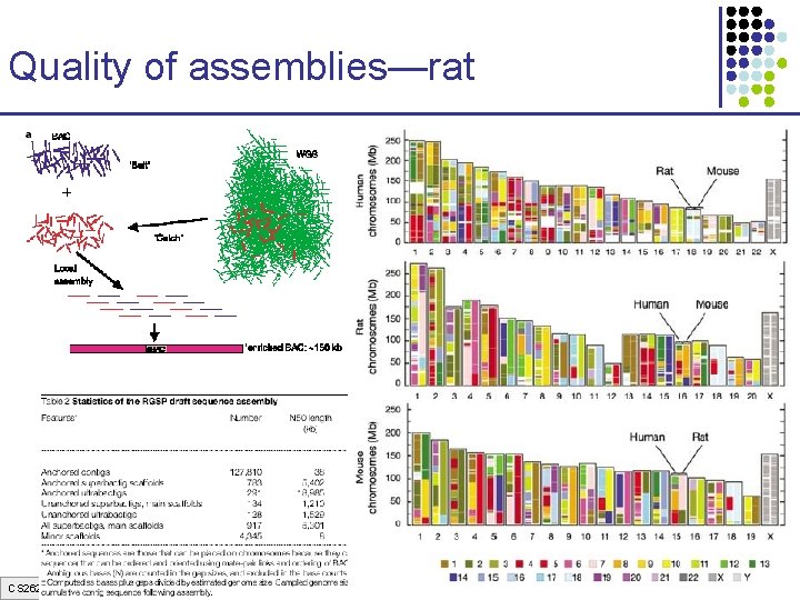 Quality of assemblies—rat CS 262 Lecture 9, Win 07, Batzoglou Quality of assemblies—rat CS 262 Lecture 9, Win 07, Batzoglou