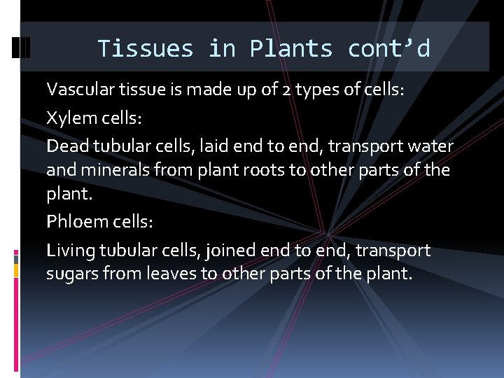 Tissues in Plants cont’d Vascular tissue is made up of 2 types of cells: