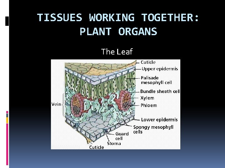 TISSUES WORKING TOGETHER: PLANT ORGANS The Leaf 
