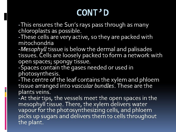 CONT’D -This ensures the Sun’s rays pass through as many chloroplasts as possible. -These