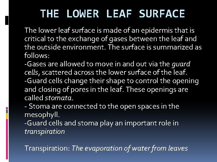 THE LOWER LEAF SURFACE The lower leaf surface is made of an epidermis that
