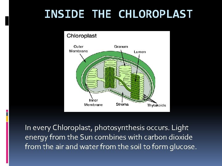 INSIDE THE CHLOROPLAST In every Chloroplast, photosynthesis occurs. Light energy from the Sun combines