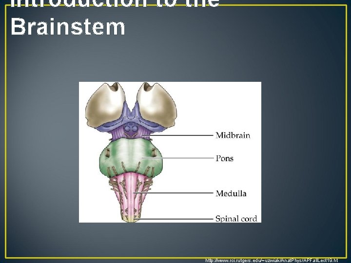 Introduction to the Brainstem http: //www. rci. rutgers. edu/~uzwiak/Anat. Phys/APFall. Lect 19. ht 