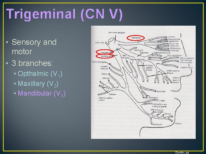 Trigeminal (CN V) • Sensory and motor • 3 branches: • Opthalmic (V 1)