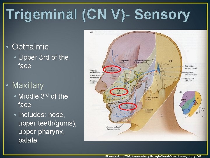 Trigeminal (CN V)- Sensory • Opthalmic • Upper 3 rd of the face •