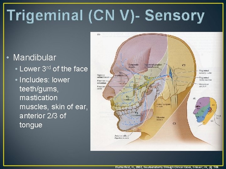 Trigeminal (CN V)- Sensory • Mandibular • Lower 3 rd of the face •