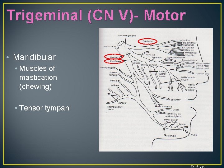 Trigeminal (CN V)- Motor • Mandibular • Muscles of mastication (chewing) • Tensor tympani