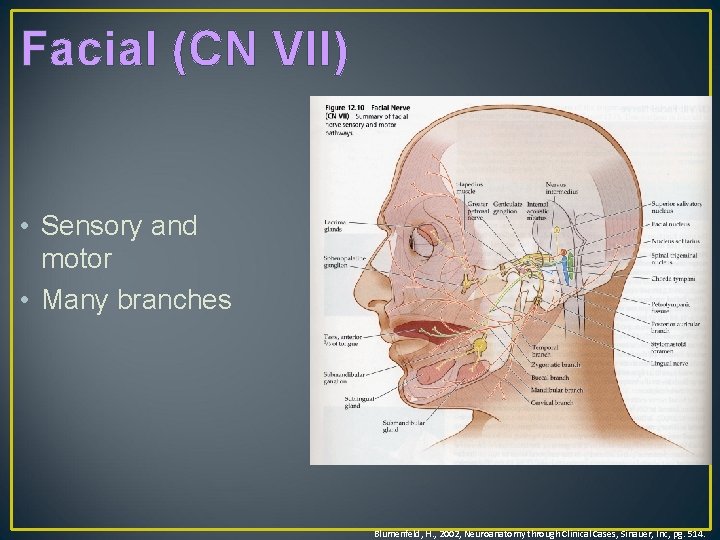 Facial (CN VII) • Sensory and motor • Many branches Blumenfeld, H. , 2002,