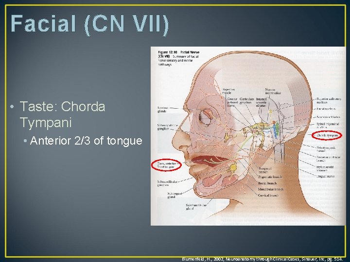 Facial (CN VII) • Taste: Chorda Tympani • Anterior 2/3 of tongue Blumenfeld, H.