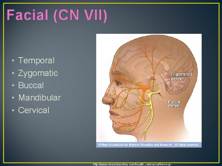 Facial (CN VII) • • • Temporal Zygomatic Buccal Mandibular Cervical http: //www. riversideonline.