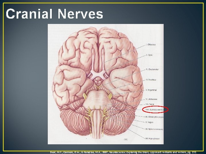 Cranial Nerves Bear, M. F. , Connors, B. W. , & Paradiso, M. A.