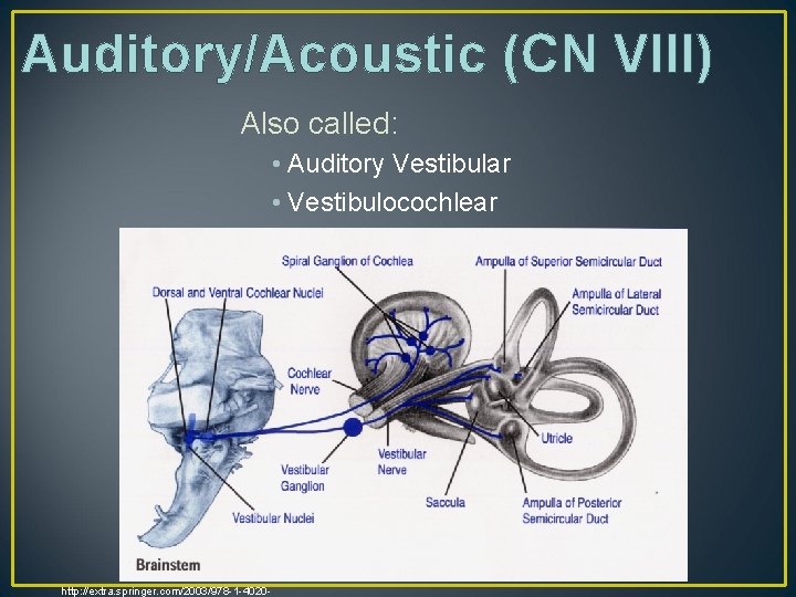 Auditory/Acoustic (CN VIII) Also called: • Auditory Vestibular • Vestibulocochlear http: //extra. springer. com/2003/978