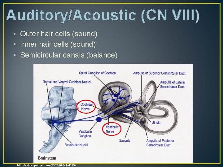 Auditory/Acoustic (CN VIII) • Outer hair cells (sound) • Inner hair cells (sound) •