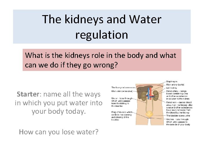 The kidneys and Water regulation What is the kidneys role in the body and