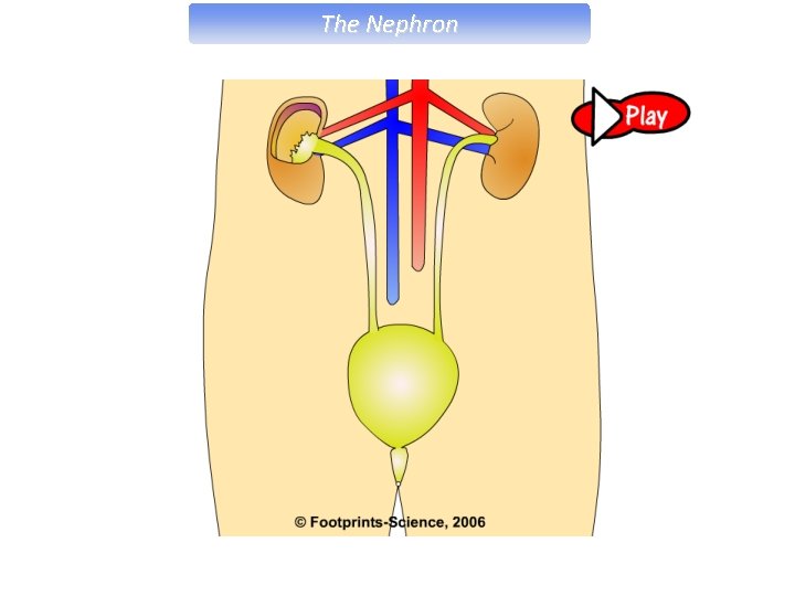 The Nephron 