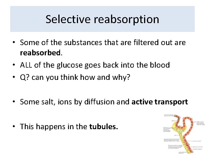 Selective reabsorption • Some of the substances that are filtered out are reabsorbed. •