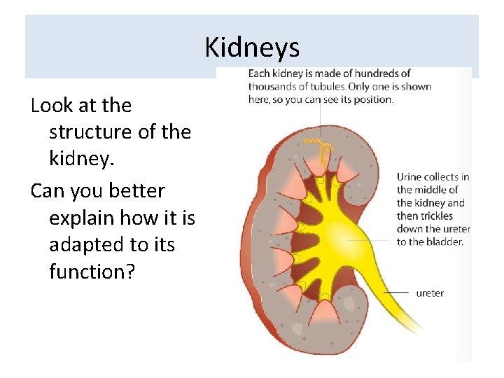 Kidneys Look at the structure of the kidney. Can you better explain how it