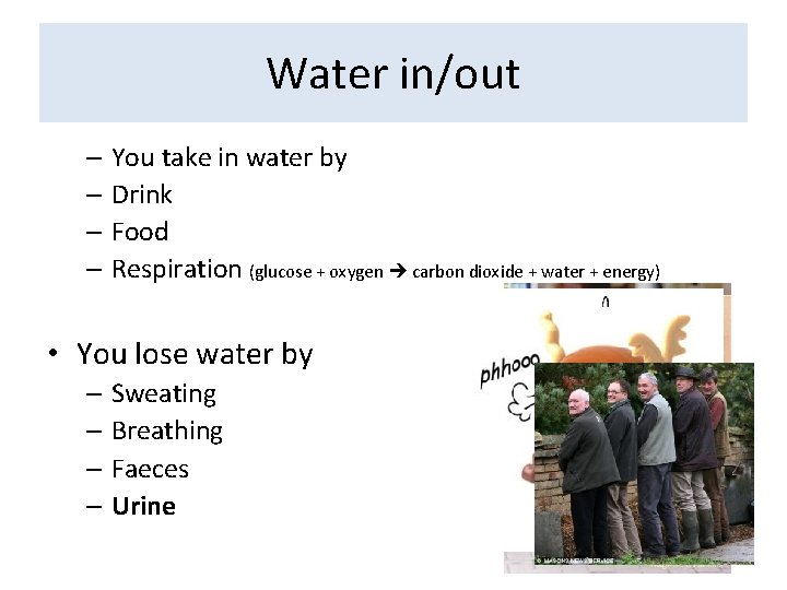 Water in/out – You take in water by – Drink – Food – Respiration