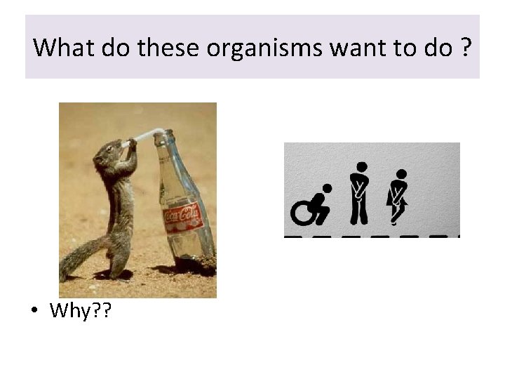 What do these organisms want to do ? • Why? ? 