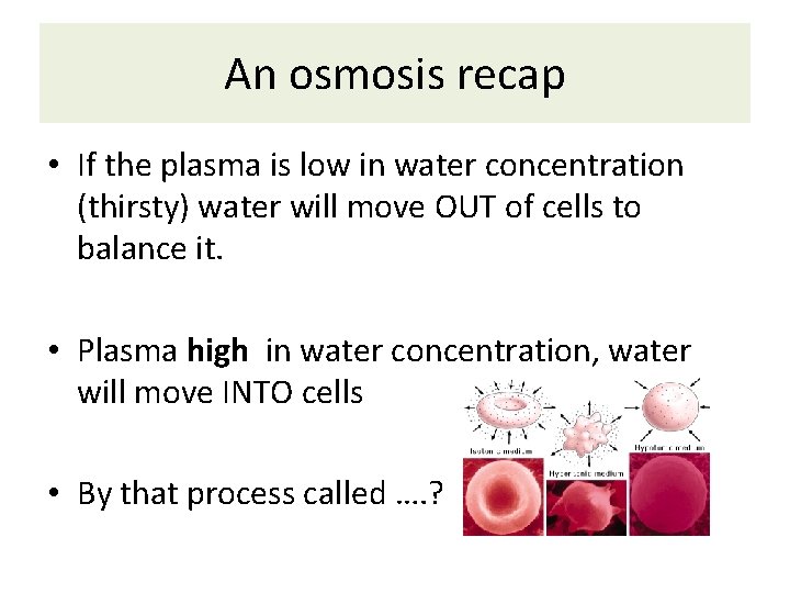 An osmosis recap • If the plasma is low in water concentration (thirsty) water