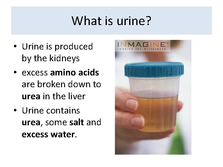 What is urine? • Urine is produced by the kidneys • excess amino acids