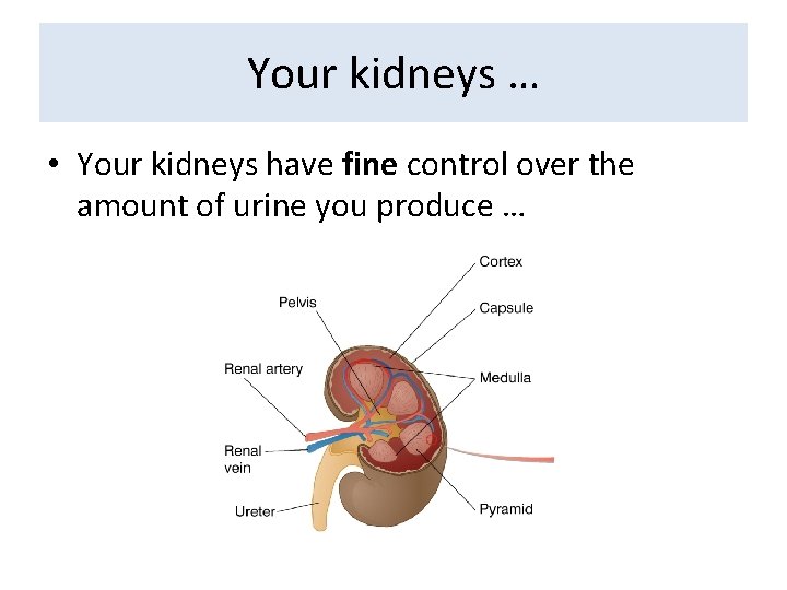 Your kidneys … • Your kidneys have fine control over the amount of urine