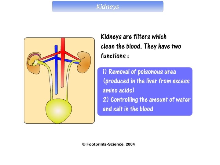Kidneys 