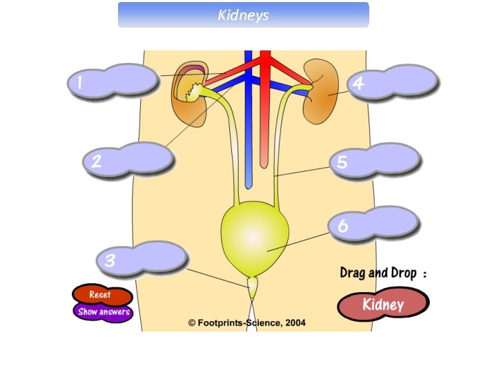Kidneys 