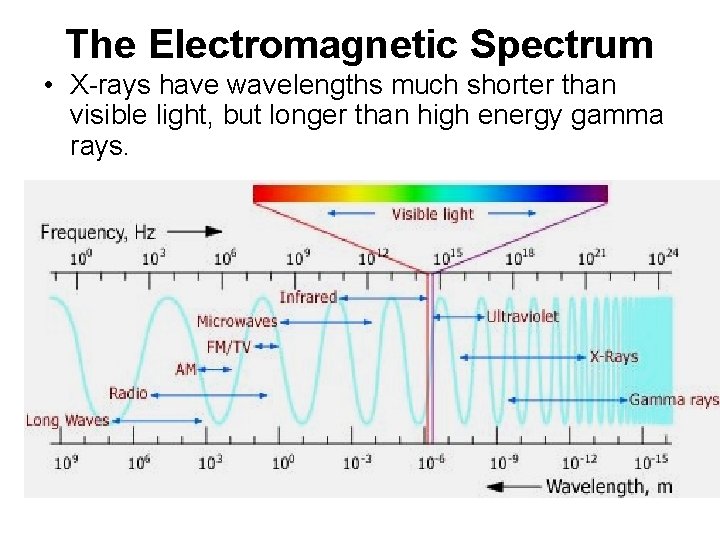 The Electromagnetic Spectrum • X-rays have wavelengths much shorter than visible light, but longer