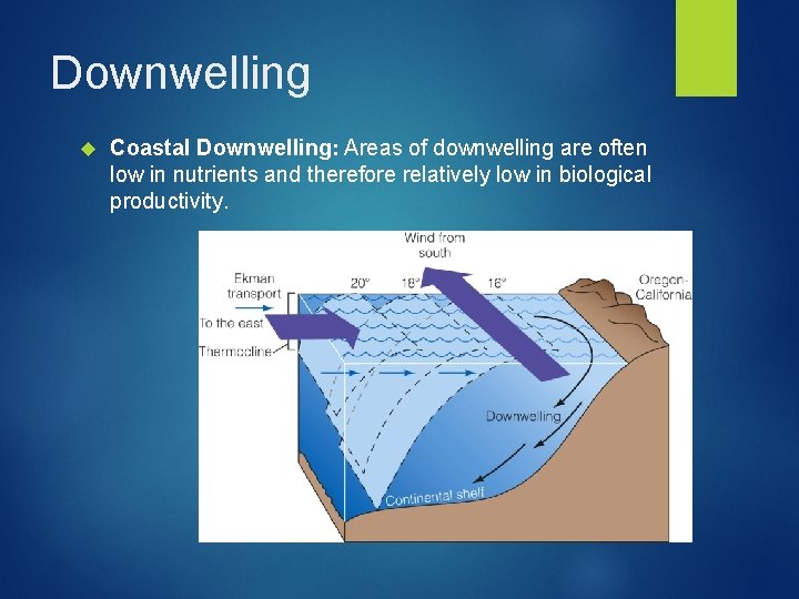 Downwelling Coastal Downwelling: Areas of downwelling are often low in nutrients and therefore relatively