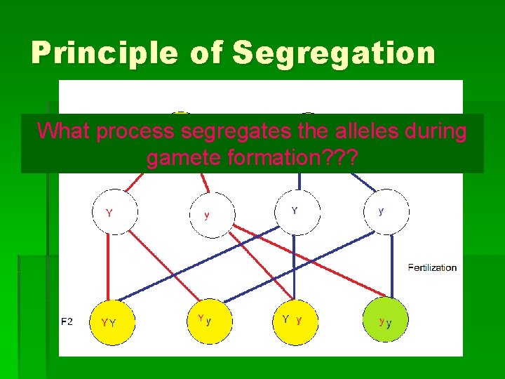 Principle of Segregation What process segregates the alleles during gamete formation? ? ? 