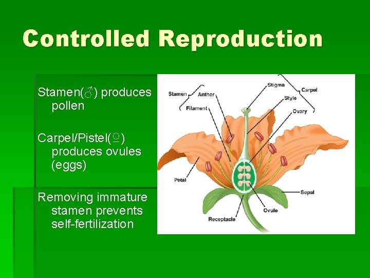 Controlled Reproduction Stamen(♂) produces pollen Carpel/Pistel(♀) produces ovules (eggs) Removing immature stamen prevents self-fertilization