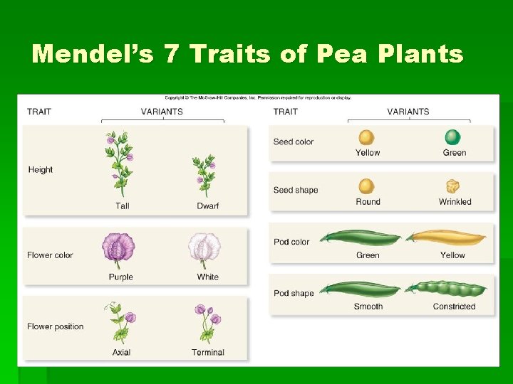 Mendel’s 7 Traits of Pea Plants 