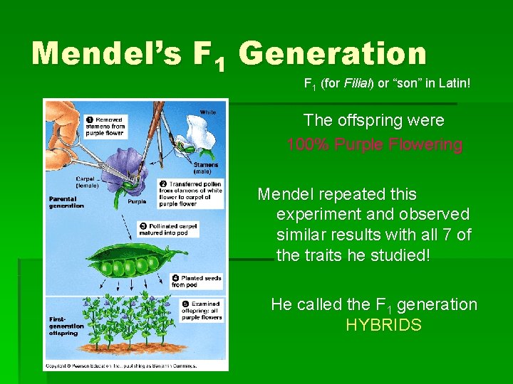 Mendel’s F 1 Generation F 1 (for Filial) or “son” in Latin! The offspring