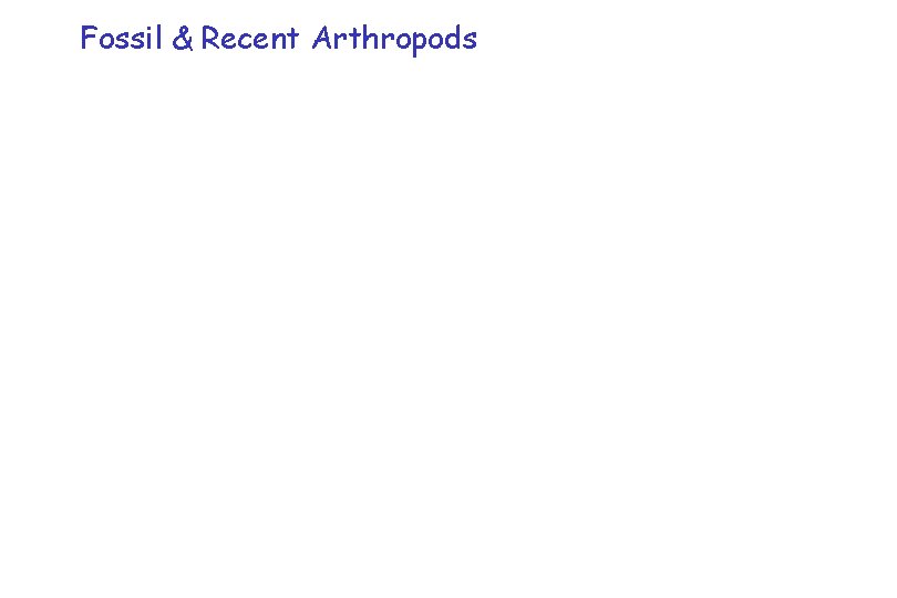 Fossil & Recent Arthropods Fossil & Recent Arthropods