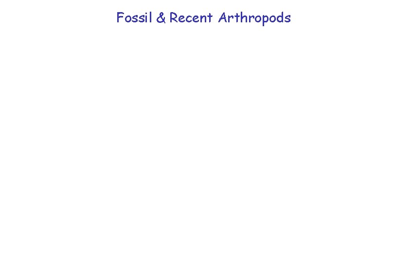 Fossil & Recent Arthropods Fossil & Recent Arthropods