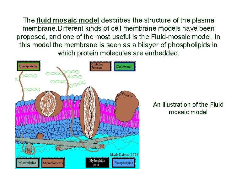 The fluid mosaic model describes the structure of the plasma membrane. Different kinds of