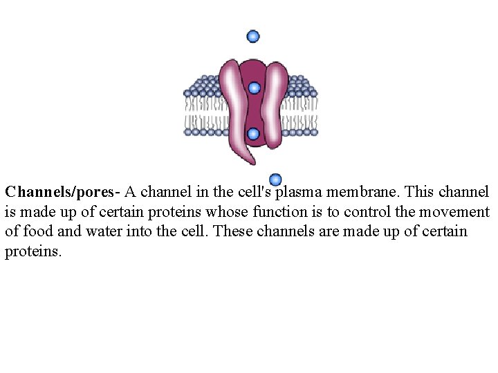  Channels/pores- A channel in the cell's plasma membrane. This channel is made up