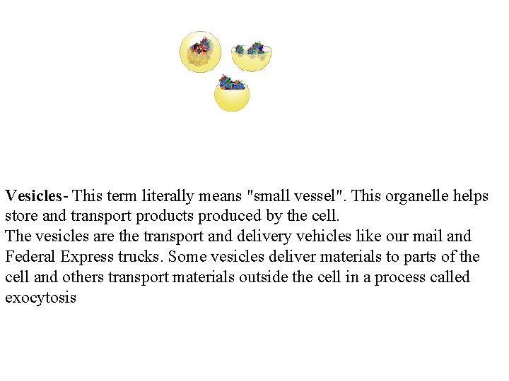  Vesicles- This term literally means "small vessel". This organelle helps store and transport