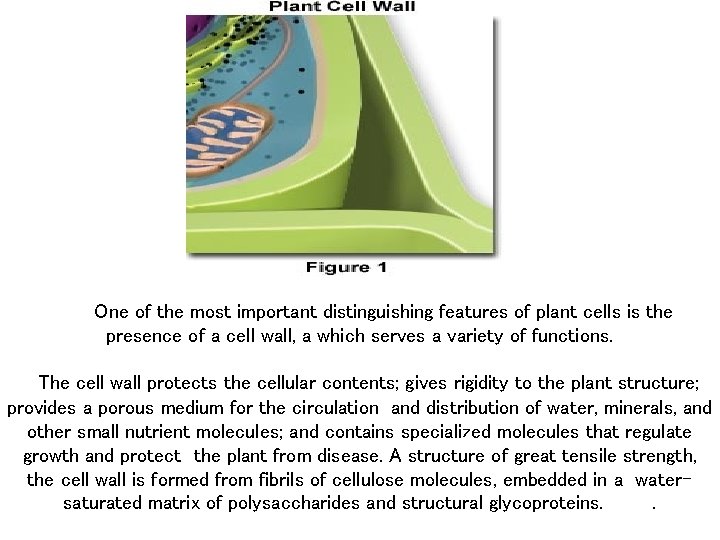  One of the most important distinguishing features of plant cells is the presence