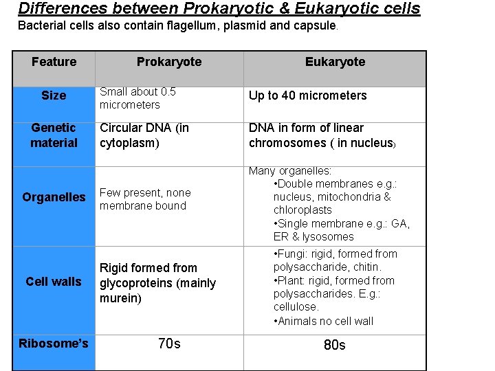 Differences between Prokaryotic & Eukaryotic cells Bacterial cells also contain flagellum, plasmid and capsule.