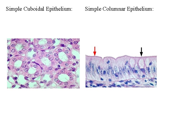 Simple Cuboidal Epithelium: Simple Columnar Epithelium: 