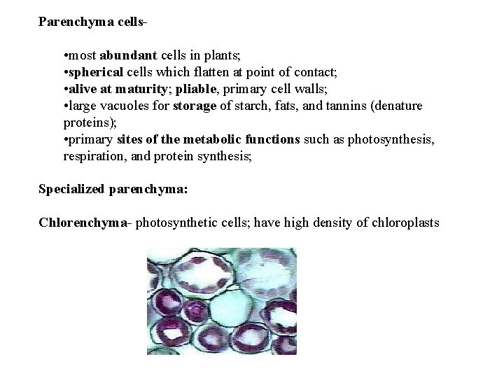 Parenchyma cells- • most abundant cells in plants; • spherical cells which flatten at