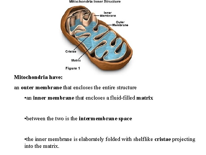 Mitochondria have: an outer membrane that encloses the entire structure • an inner membrane
