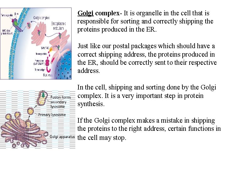 Golgi complex- It is organelle in the cell that is responsible for sorting and